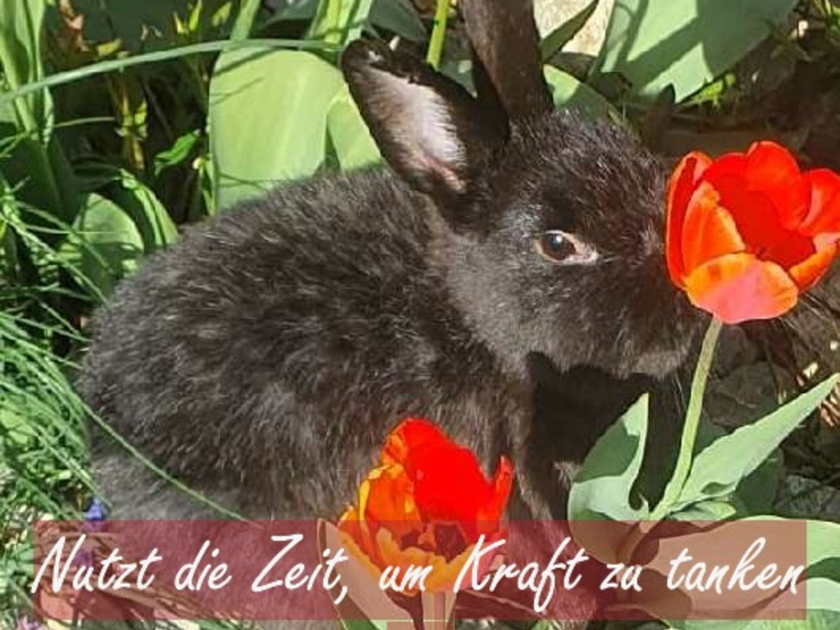 osterhase