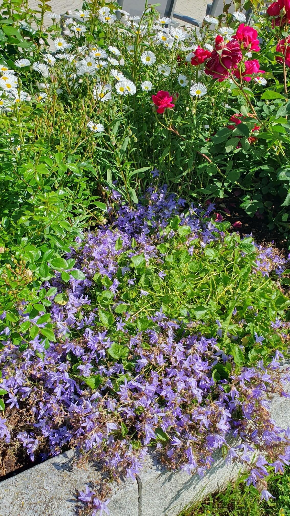 pfingsten-2025-gemischte-blumen-1